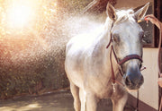 Load image into Gallery viewer, Magnesium Chloride Flakes - For Horses