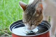 Load image into Gallery viewer, Magnesium Chloride Flakes - For Pets