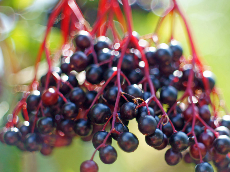 The Benefits of Elderberries – Everything you Need to Know